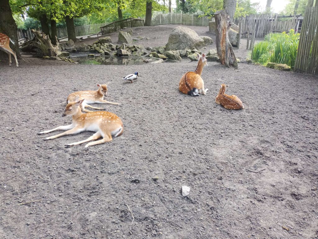 Op de foto liggen 4 impala's op de grond. Drie daarvan zijn kleiner en 1 wat grotere. Tevens loopt er een eend door het beeld heen.