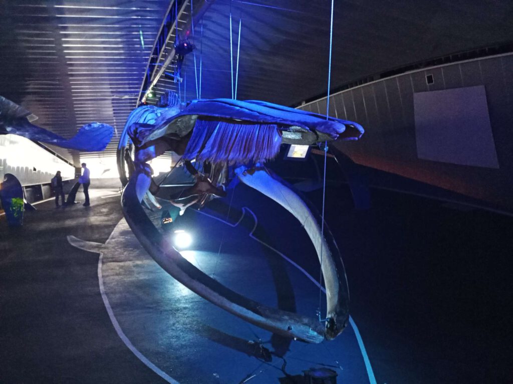 Je ziet op de foto het karkas van een walvis gezien vanuit de voorkant van  de walvis. Het is opgelicht met blauwe lampen.