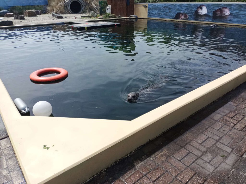 Een grijze zeehond zwemt naar de camera toe in een vierkant bassin met een gele rand. In het water liggen speeltjes, een band, een drijver en een bal. Op de achtergrond is een foto, een steiger en een strandje.
