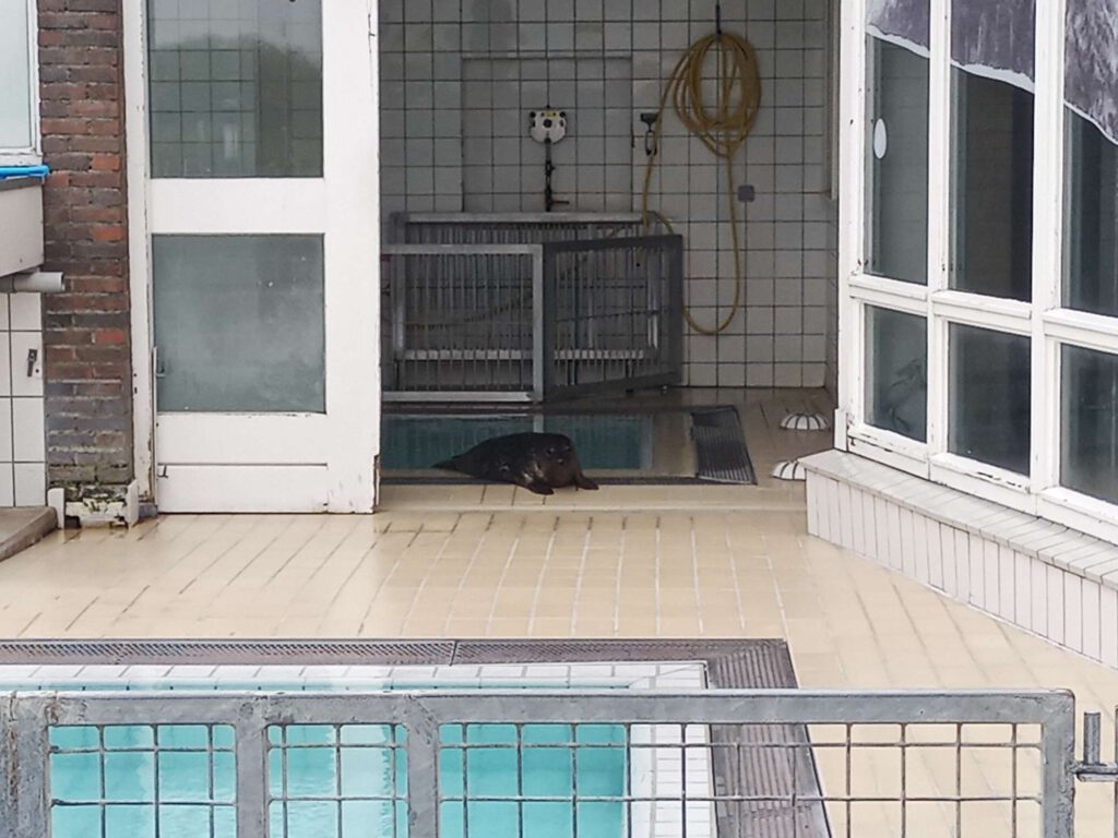 Een zeehond vanuit zijn binnenverblijf ligt op de tegels en kijkt naar buiten naar zijn buitenverblijf.