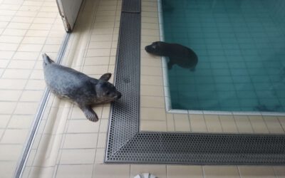 Twee zeehonden, één zeehond zit in het bad met blauw water en de andere ligt op de tegels.